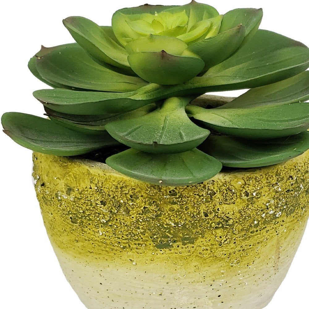 4" Green Succulent Artificial Succulent in a White And Yellow Pot