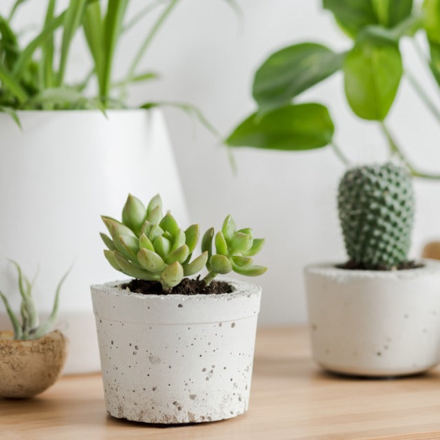 Artificial Plants and Trees