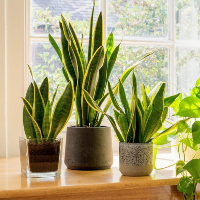 Indoor Planters